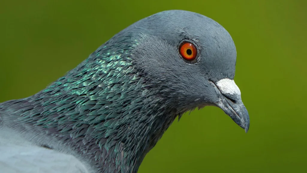 Le Talent Insolite des Pigeons Japonais Révélé par la Science