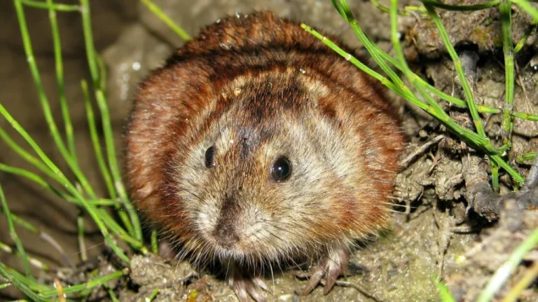 Lemmings Suicidaires Mythe ou Réalité Scientifique Exploré