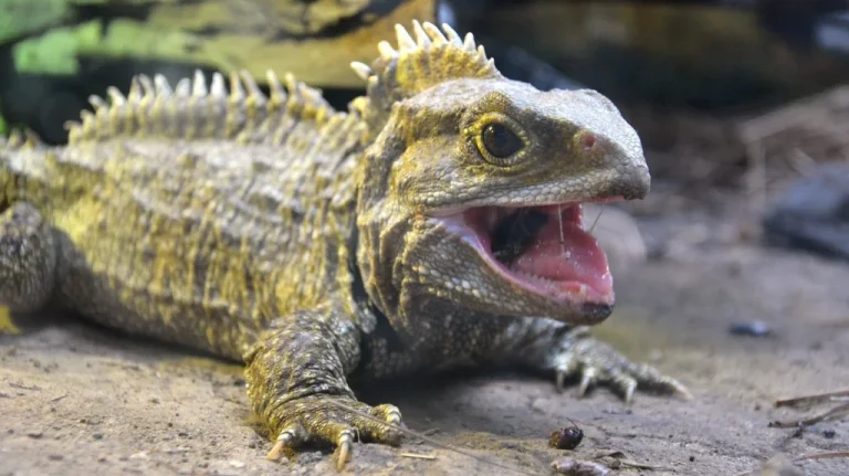 Les Fossiles Vivants les Plus Fascinants du Monde