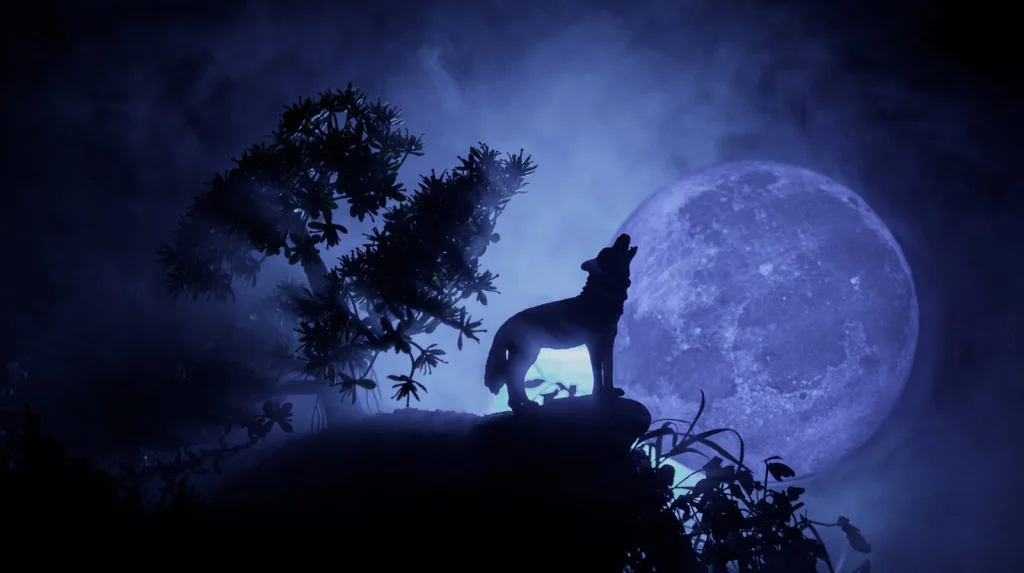 Les loups hurlent-ils vraiment à la lune ? Mythe ou réalité
