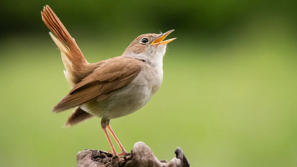 Les raisons scientifiques du réveil matinal et du chant des oiseaux