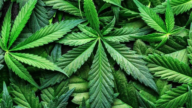 Marijuana De l&rsquo;Histoire Ancienne à Nos Jours: Évolution et Usages