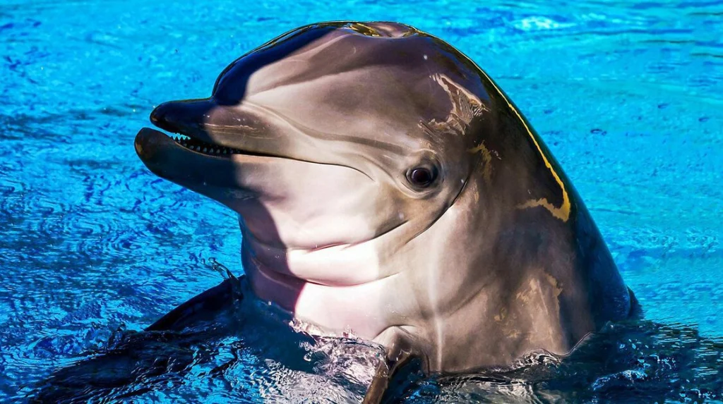 Naissance atypique des dauphins : un processus fascinant