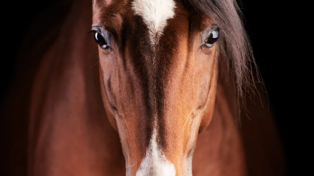 Origine de l'expression Pourquoi cette longue face Explorée