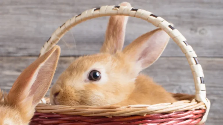 Origine païenne du lapin de Pâques dévoilée