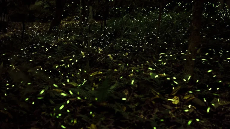 Pourquoi Certains Lucioles Synchronisent Leurs Lumières Clignotantes