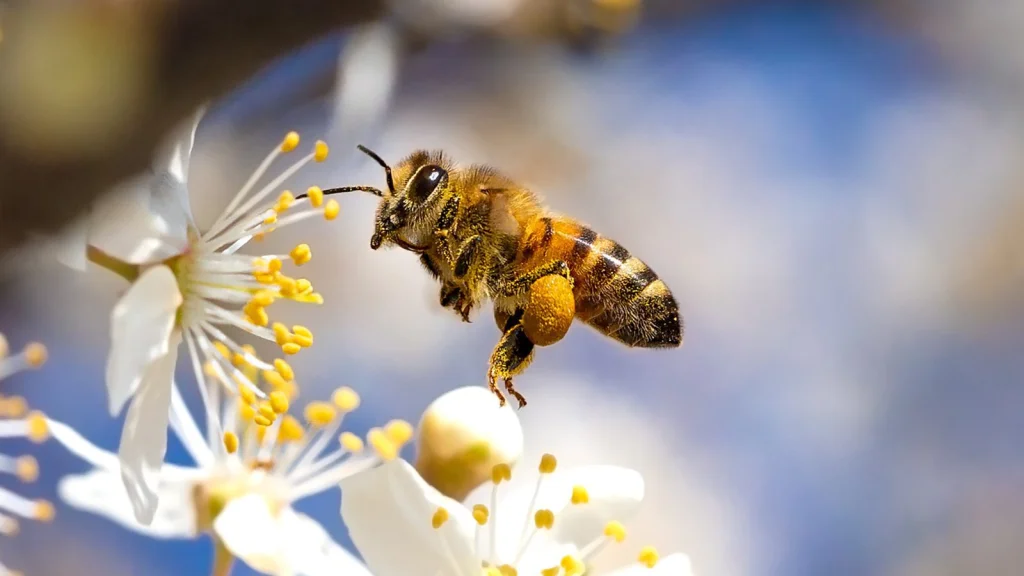 Pourquoi Suivre les Oiseaux et non les Abeilles pour le Miel