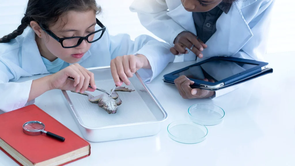 Pourquoi dissèque-t-on des grenouilles en cours de science