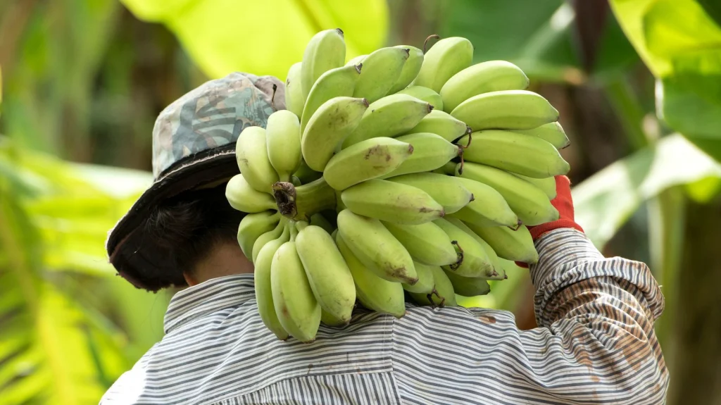 Pourquoi la plupart des bananes risquent de disparaître bientôt