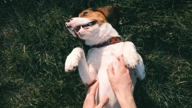 Pourquoi les chiens se mettent à gratter Quand vous les caressez