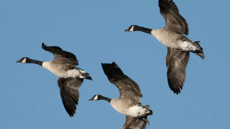 Pourquoi les oies volent-elles en formation V – La science explique