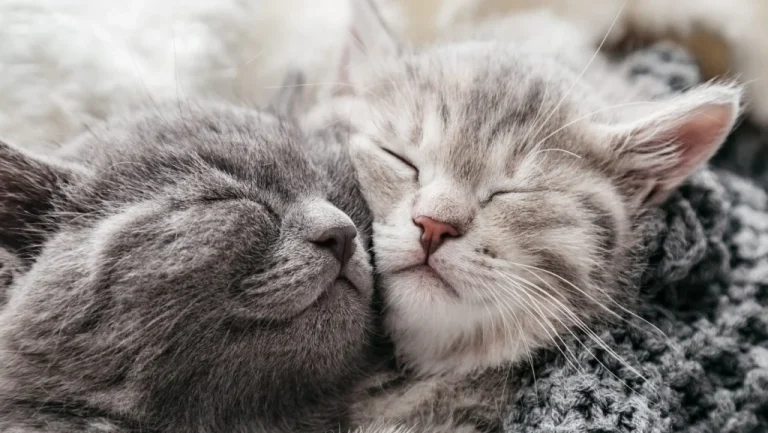Pourquoi votre chat vous donne-t-il des coups de tête – La science explique