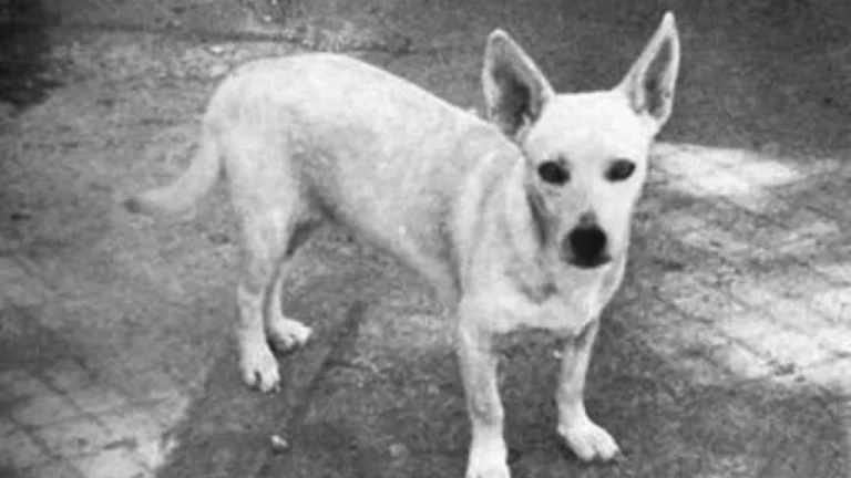 Races de Chiens Disparues au Fil du Temps