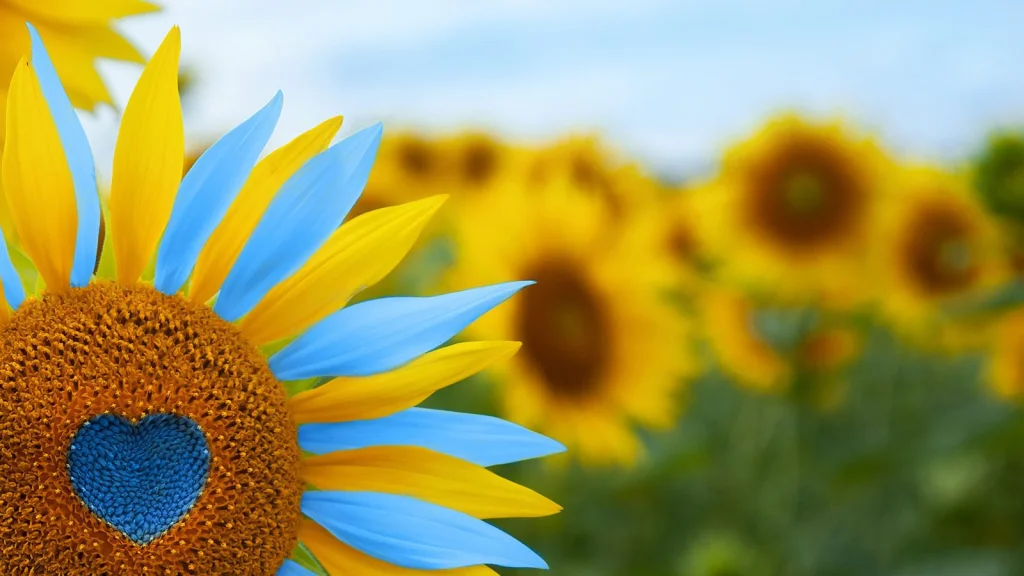 Symbole des tournesols, fleur nationale de l'Ukraine expliqué