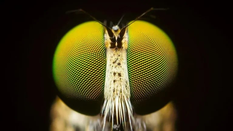 Vue Réelle à Travers l&rsquo;Oeil Composé d&rsquo;une Mouche Décryptée
