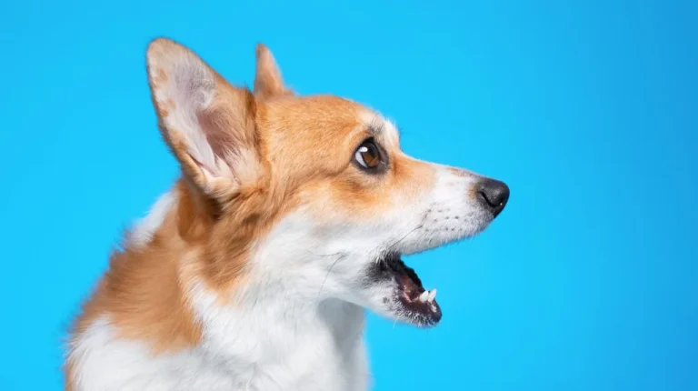 5 Raisons Pour Lesquelles Les Chiens Aboyent Selon Nous
