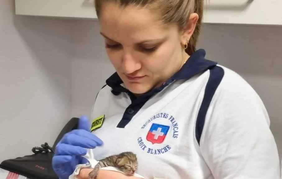 Bébé chat trouvé dans les gradins du Groupama Stadium lors d'un match de l'OL