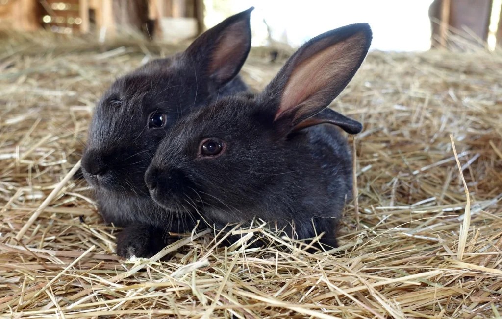 Incendie meurtrier dans un élevage de lapins en Vendée