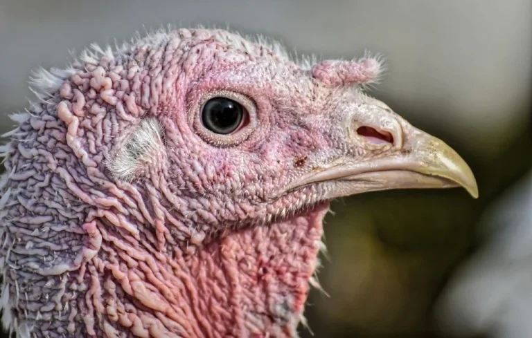 Maltraitance animale en Moselle: plus de 150 volailles enfermées dans des conditions déplorables