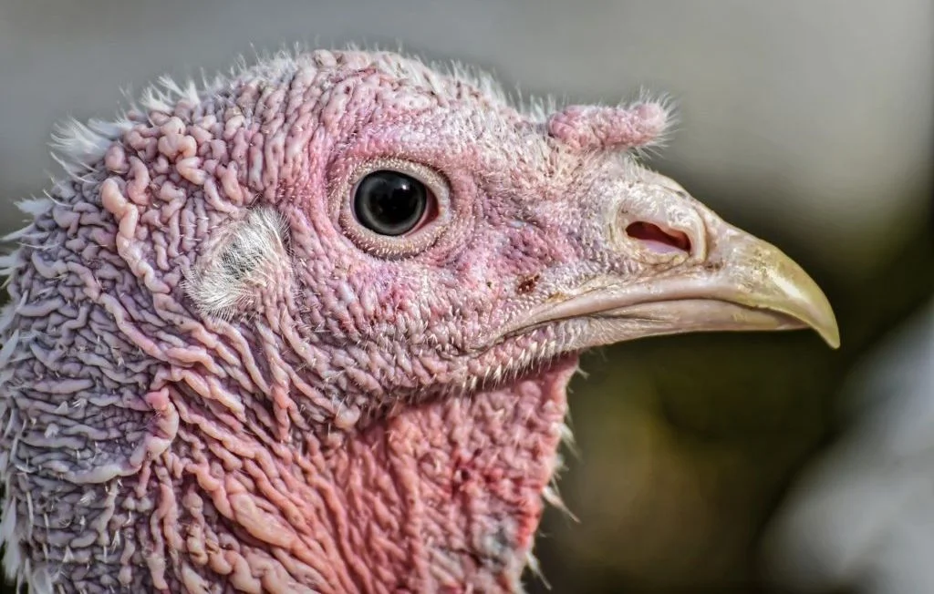 Maltraitance animale en Moselle: plus de 150 volailles enfermées dans des conditions déplorables