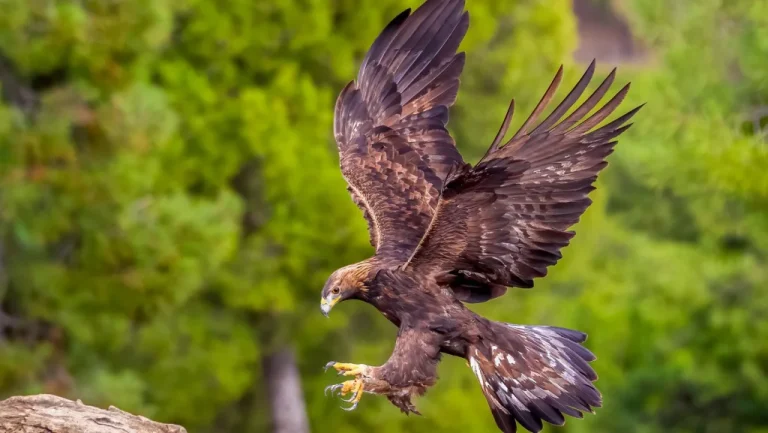 Pourquoi War Eagle est le cri de bataille d&rsquo;Auburn University