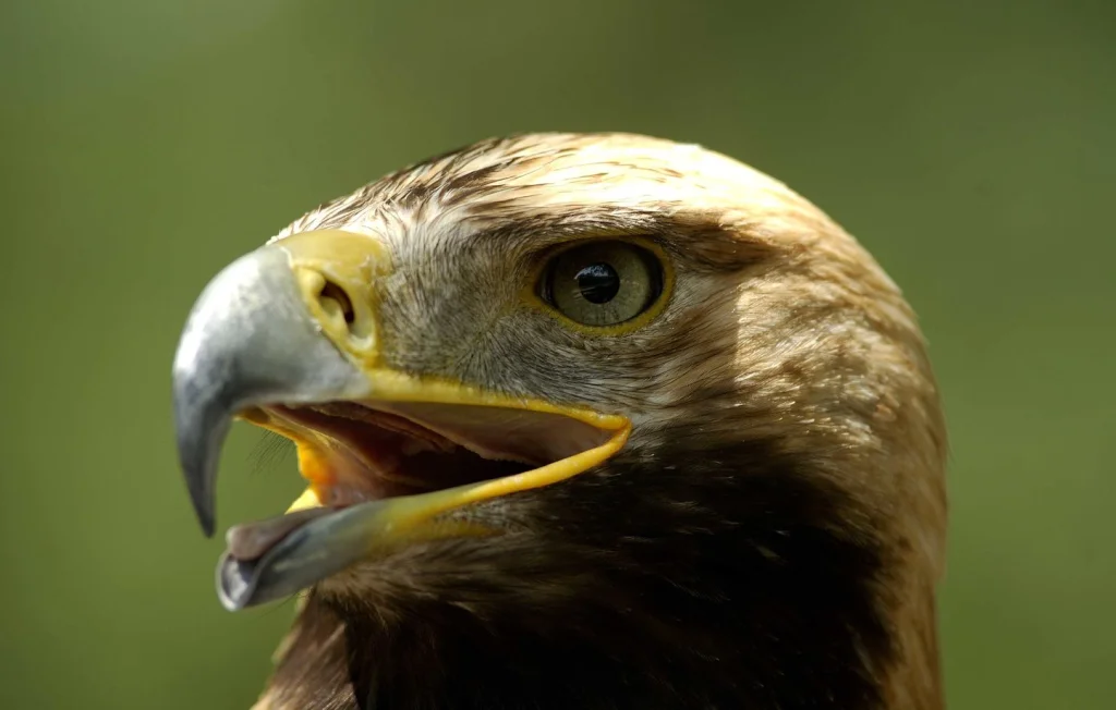 Savoie: Parapentiste attaqué par un aigle fou furieux