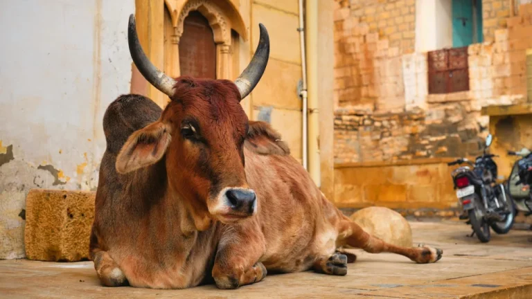Catastrophe ferroviaire 1981 en Inde: Près de 600 morts pour une vache