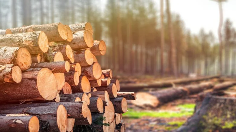 Pile of timbre at logging site