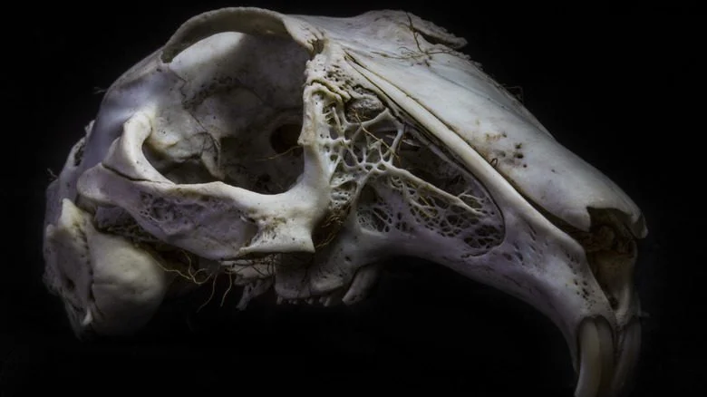 Rabbit skull black background
