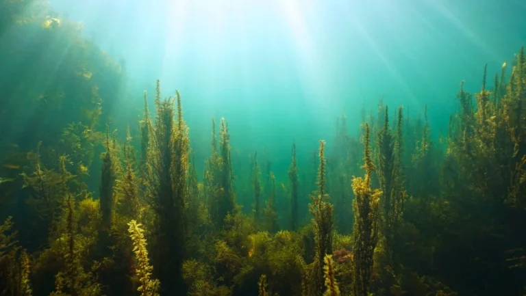 Comprendre le sort de l&rsquo;eau désalinisée et son impact environnemental