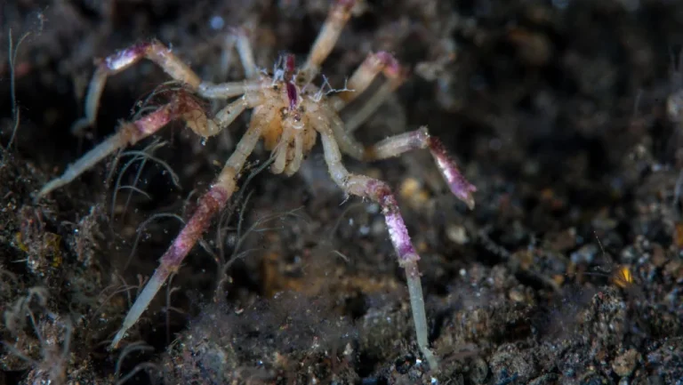 Découverte surprenante du comportement étrange des araignées de mer