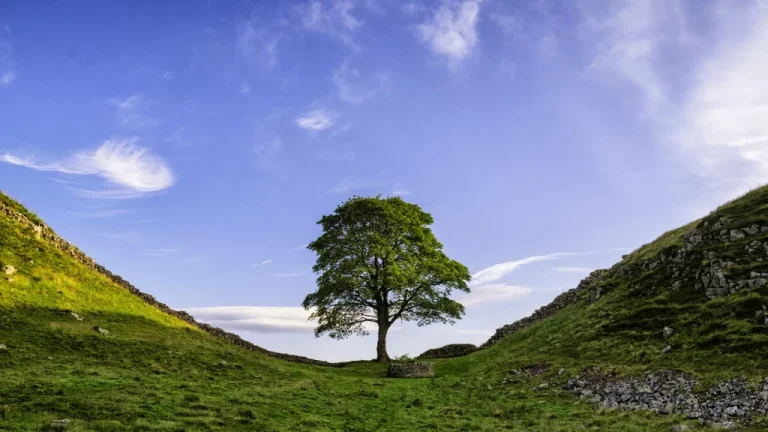 L&rsquo;Arbre de Robin des Bois en Angleterre Abattu Pourquoi Il Était Si Révéré