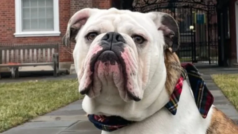 L&rsquo;histoire fascinante de Handsome Dan, la mascotte de Yale depuis le 19e siècle