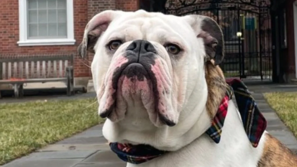 L'histoire fascinante de Handsome Dan, la mascotte de Yale depuis le 19e siècle