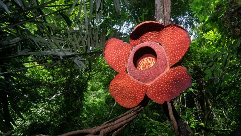 Le Monde Étrange et Fascinant des Plantes Parasitaires
