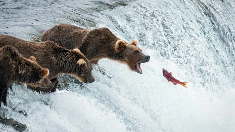 Bears catching fish