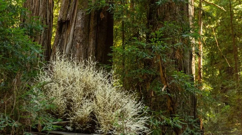 Séquoia albino poussant parmi ses immenses congénères