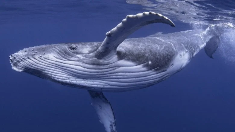 Baleine