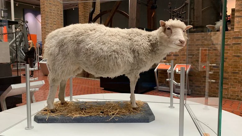 Dolly la brebis empaillée exposée au musée
