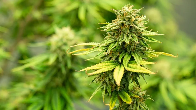 Plante de cannabis en pleine floraison