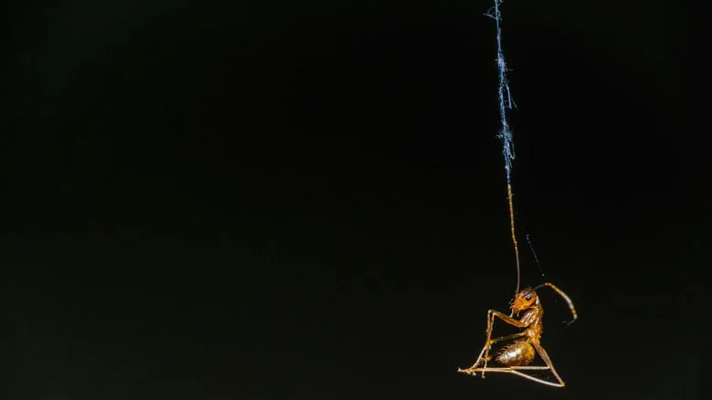 Fourmi piégée dans une toile d'araignée