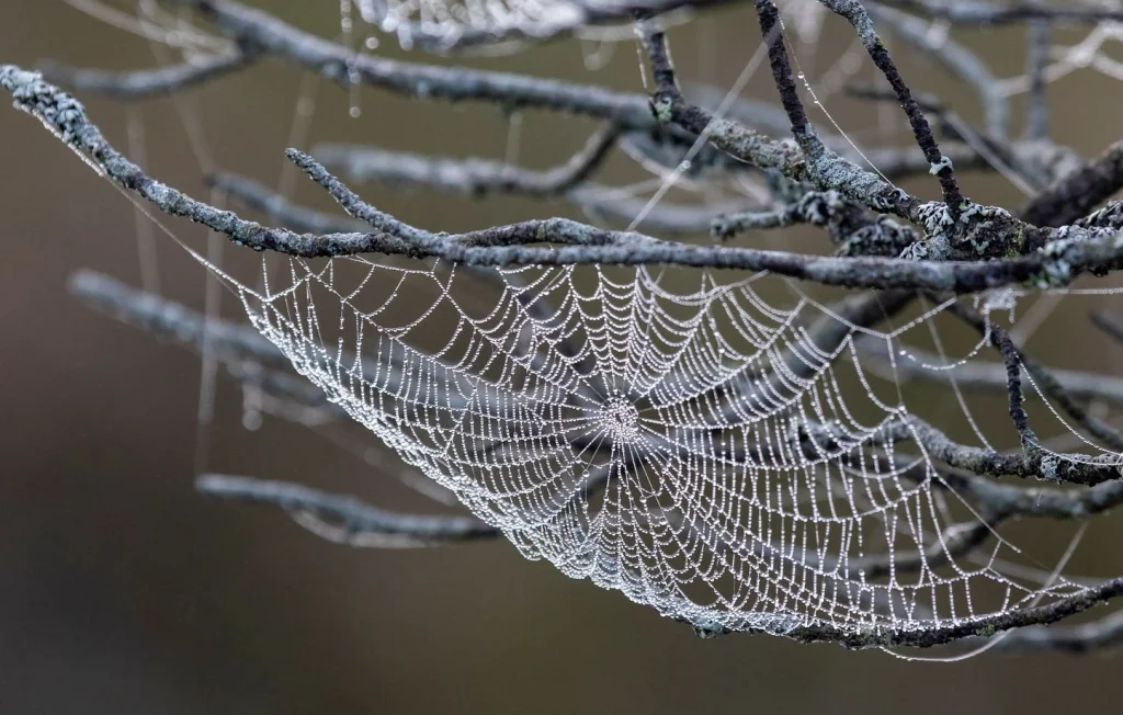 Araignée violoniste : deux morts en Italie, danger en France ?