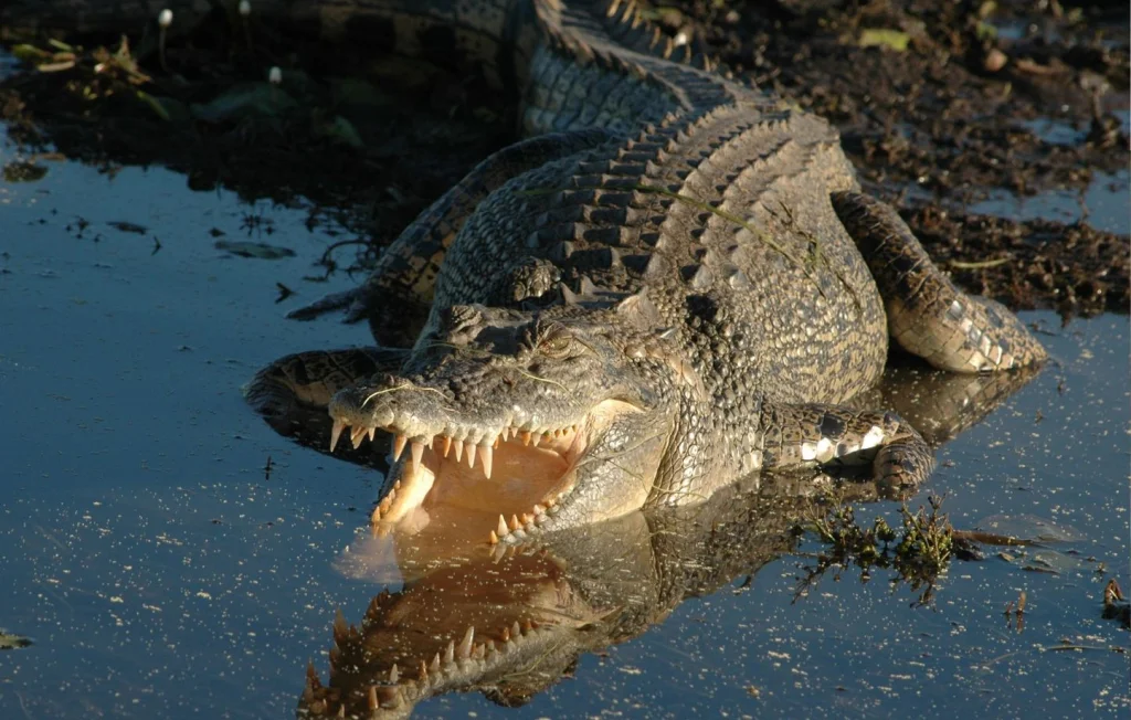 Australie : Un père sauve sa femme mais est victime d'un crocodile