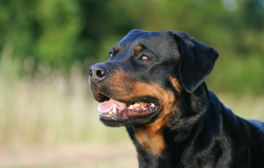 Bébé de 20 mois mordu par un chien au restaurant à Anglet