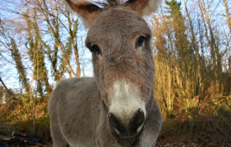 Bouc et âne dévorés en Alsace : l'angoisse s'empare des habitants
