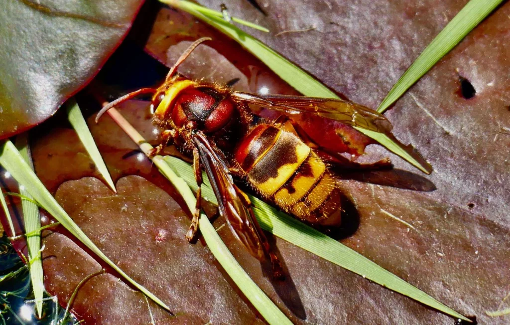 Décès tragique d'un homme de 42 ans après une attaque de frelons en Creuse