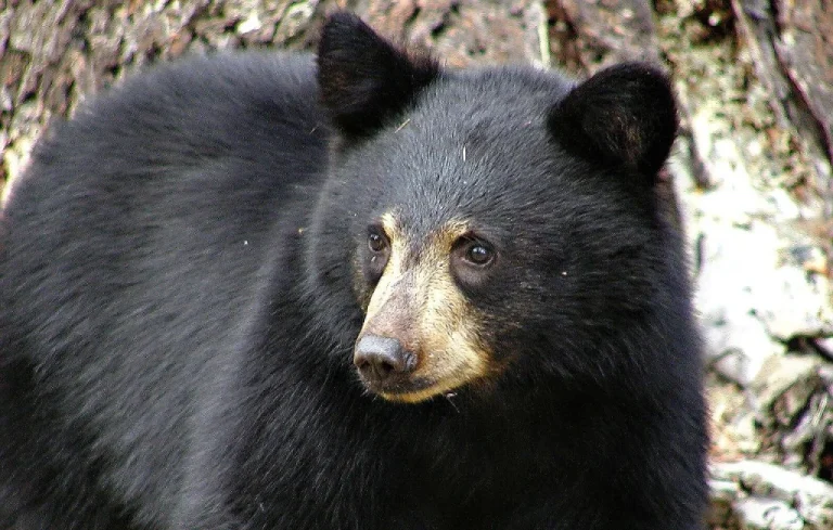 Fillette de 3 ans attaquée par un ours au camping dans le Montana