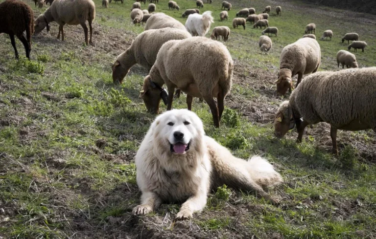 Isère : Couple de randonneurs attaqué par des chiens Patou, bilan lourd