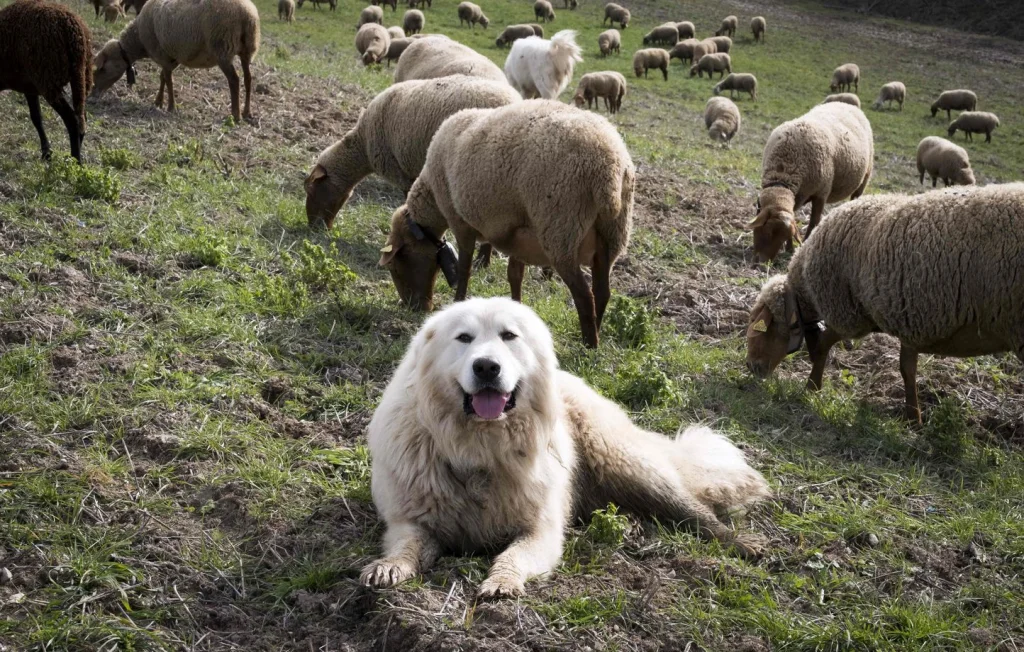 Isère : Couple de randonneurs attaqué par des chiens Patou, bilan lourd