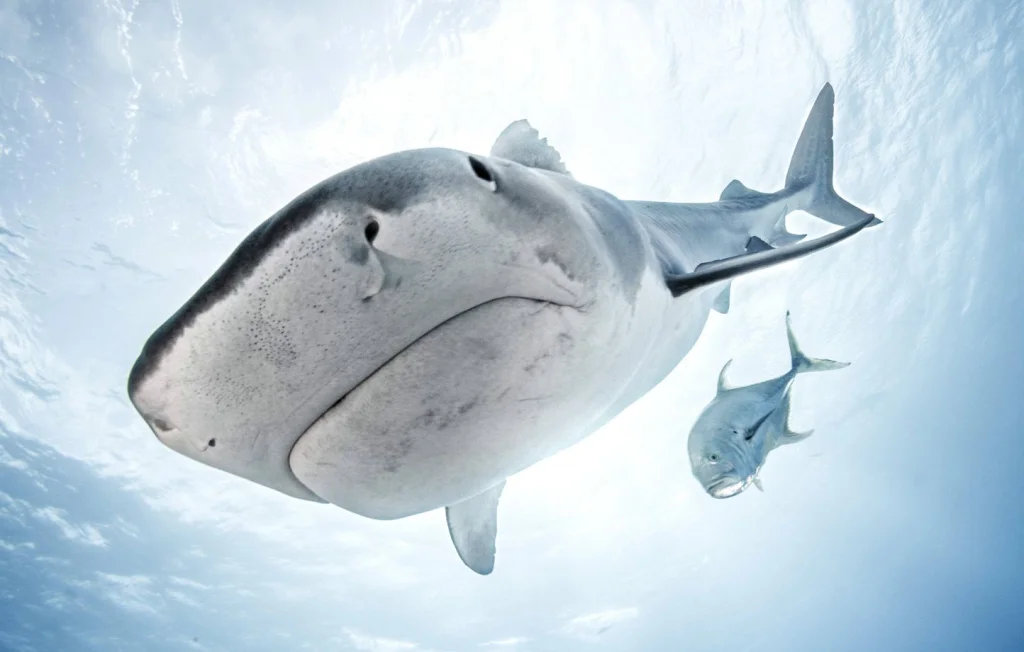 Jamaïque : Ado décapité en mer, victime d'une attaque de requin ?